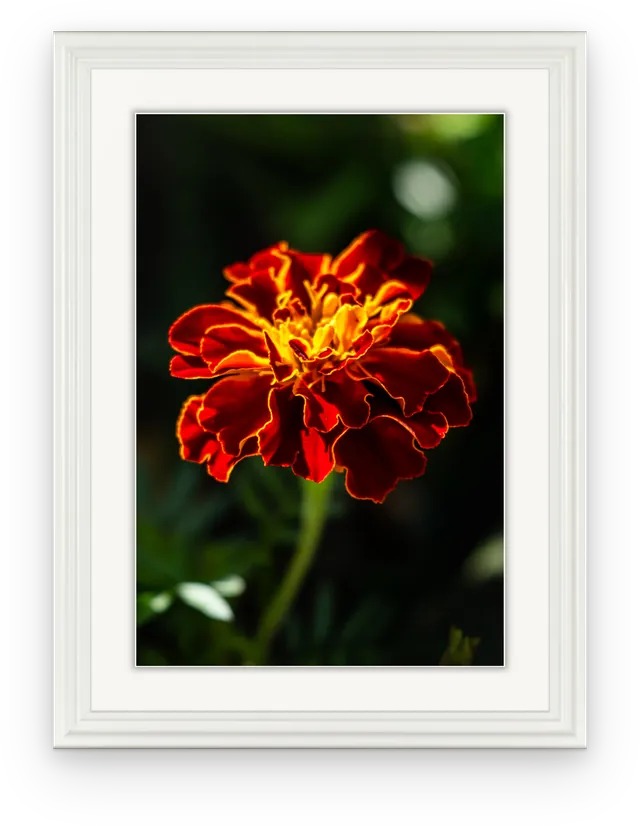 The marigold photograph shown in a white frame with a white mat