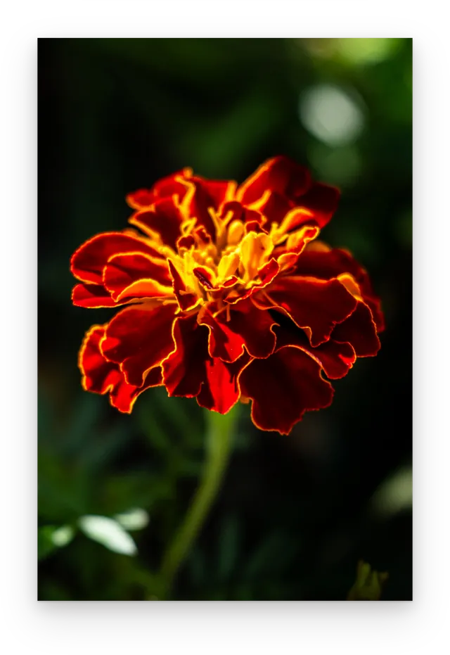 The marigold photograph shown as an unframed fine art print