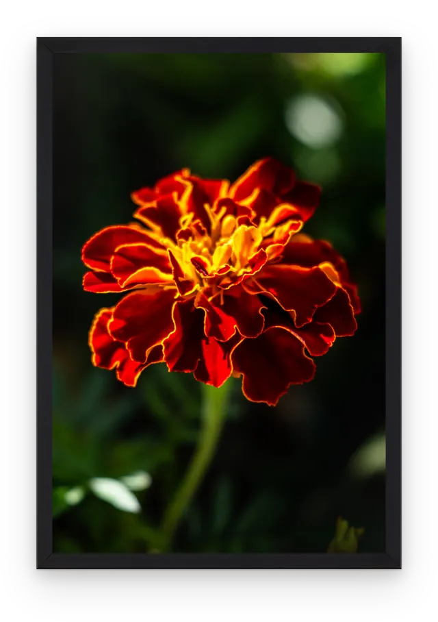 The marigold photograph shown in a slim black frame