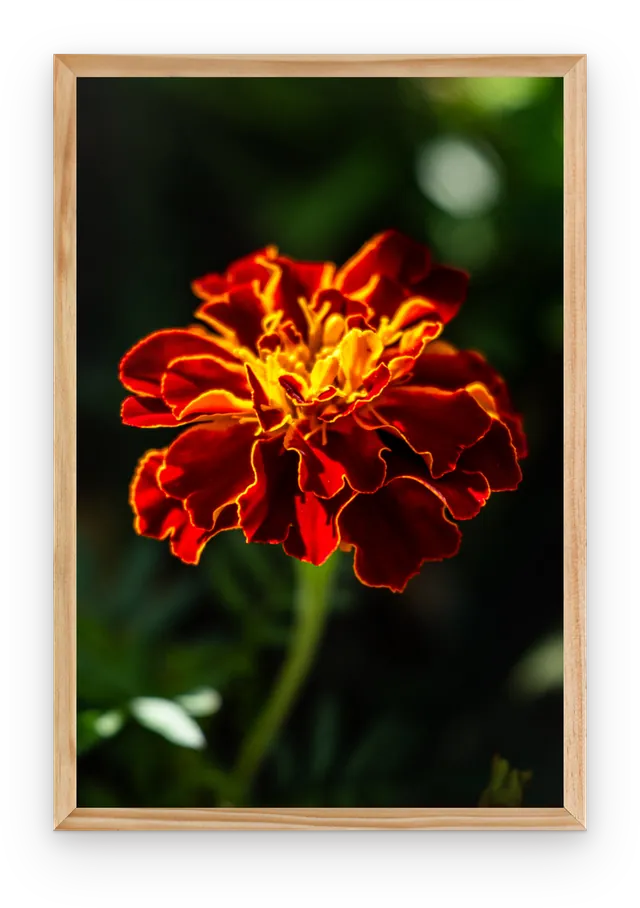 The marigold photograph shown in a slim natural timber frame
